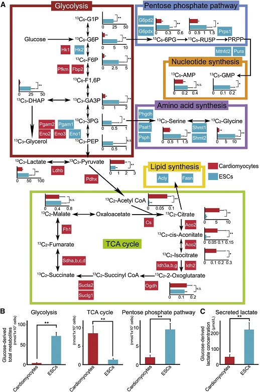 循環器病学―ゲノム・iPS細胞からstructural hea iPS細胞から成人型に近い「成熟心外膜」を効率的に創出する新